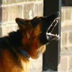 Public Address Announcer Dog