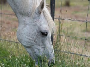 Public Address Announcer Horse Grazing