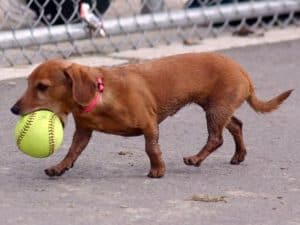 Public Address Announcer Dog
