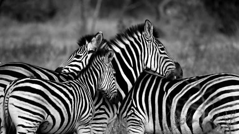 Public Address Announcer Officials