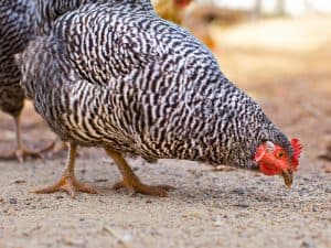 Public Address Announcer Chicken Feed