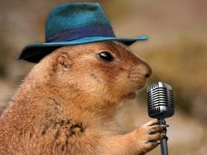 Public Address Announcer Hamster