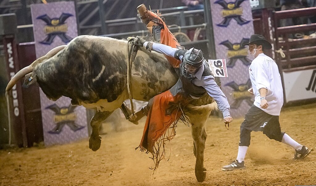 Rodeo Bronco Bull